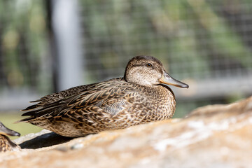 Female Eurasian Teal (Anas crecca) common in wetlands seen off Bull Island Dublin