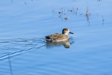 Female Eurasian Teal (Anas crecca) common in wetlands seen off Bull Island Dublin