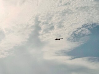 Bat Flying Under Dramatic Cloudy Sky