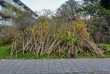 sawn-off branches are piled on top of each other in front of a forest