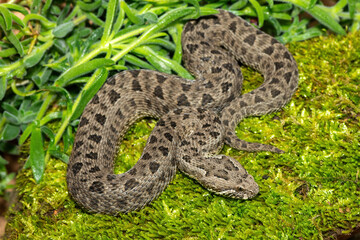 Obraz premium Close-up of a beautiful berg adder (Bitis atropos), from the Drakensberg. An African venomous snake on a mossy rock