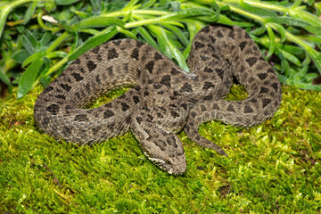 Fototapeta premium Close-up of a beautiful berg adder (Bitis atropos), from the Drakensberg. An African venomous snake on a mossy rock