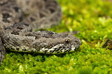 Close-up of a beautiful berg adder (Bitis atropos), from the Drakensberg. An African venomous snake on a mossy rock