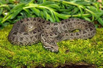 Obraz premium Close-up of a beautiful berg adder (Bitis atropos), from the Drakensberg. An African venomous snake on a mossy rock