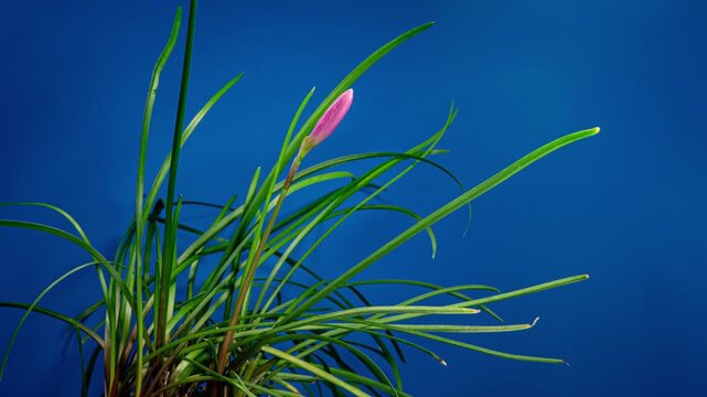 Pink Habranthus Robustus Flower Bloom in Time Lapse on a Blue Background. Rain Lily Blooming. Rosepink Zephyr Lily or Fairy Lily Flower Growing Blossom from Bud to fFull Blossom Isolated