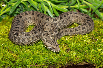 Close-up of a beautiful berg adder (Bitis atropos), from the Drakensberg. An African venomous snake on a mossy rock