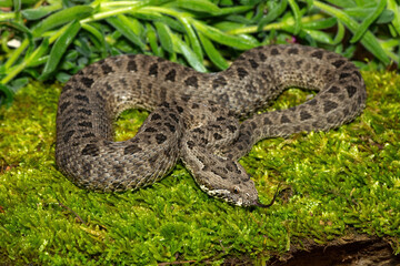 Close-up of a beautiful berg adder (Bitis atropos), from the Drakensberg. An African venomous snake...