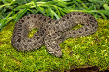 Obraz premium Close-up of a beautiful berg adder (Bitis atropos), from the Drakensberg. An African venomous snake on a mossy rock