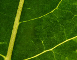Backlit Green Leaf with Veins and Soft Cellular Pattern