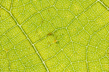 Backlit Green Leaf with Dense Vein Network