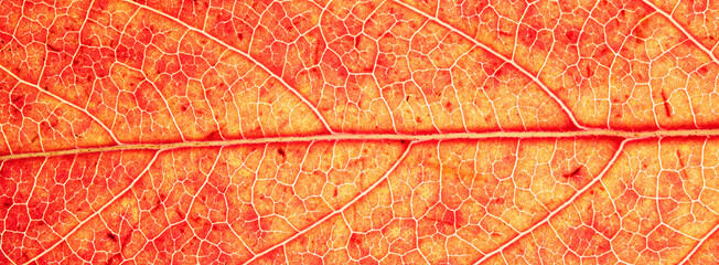Obraz premium Backlit Orange Red Autumn Leaf Vein Macro Background