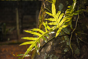 summer leaves against sun