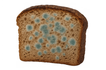 Moldy bread slice showing green fungus growing on spoiled food surface, representing decay and inedible old produce