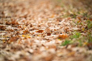 A close up of leaves on the ground
