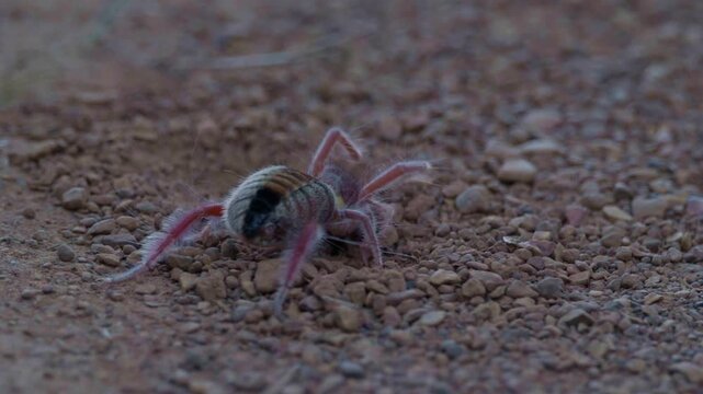 A solifuge, also known as a sun spider or camel spider, digging in rocky soil