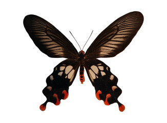 The black red swallowtail Atrophaneura rhodifer displays its striking patterns and colors in...