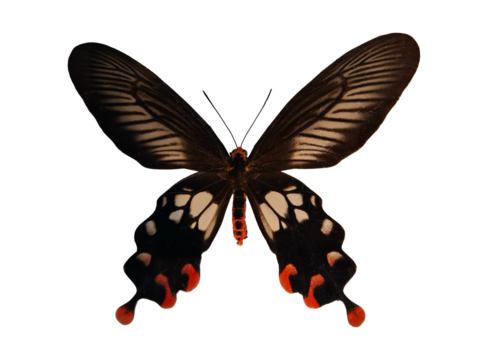 The black red swallowtail Atrophaneura rhodifer displays its striking patterns and colors in isolation. This butterfly showcases intricate wing designs and vivid contrasts that captivate viewers.