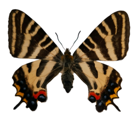 The Gifu butterfly Luehdorfia japonica shows off its striking wings, featuring bold patterns and colors. This butterfly can be found in lush areas of Gifu, Japan, during warm months.