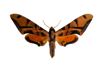 This orange hawk moth shows off its striking orange and brown wings, featuring unique patterns. It is positioned against a white background, allowing for clear visibility of its details.