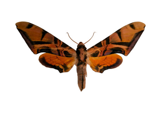 This orange hawk moth shows off its striking orange and brown wings, featuring unique patterns. It is positioned against a white background, allowing for clear visibility of its details.