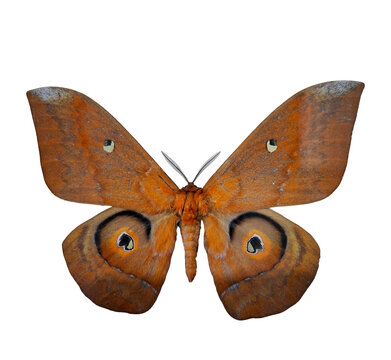 Bright orange silkmoth Salassa thespis showcases its striking wings with distinctive eye patterns. This isolated specimen highlights its natural beauty and intricate details.