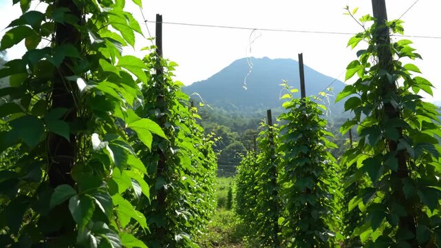 Vineyard rows with green foliage and distant mountain view.