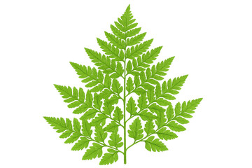 Green fern frond on transparent background, fresh wild plant leaf for nature, forest, and botanical designs