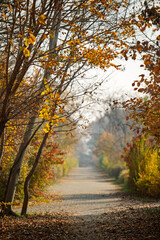 A path through a forest with trees on either side