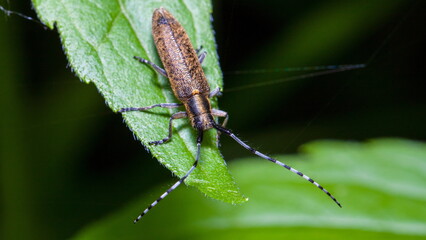 macro of a spider