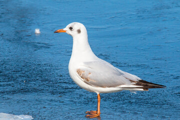 seagull on the beach