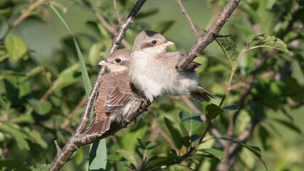 red backed shrike