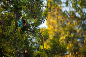 A birdhouse is perched on a tree branch
