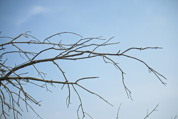 A tree branch is shown in the foreground of a blue sky