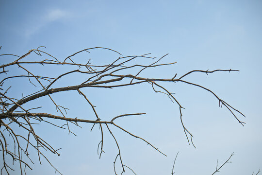 A tree branch is shown in the foreground of a blue sky - Powered by Adobe