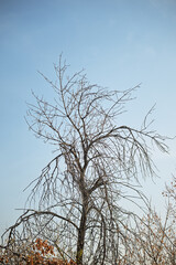 A tree with no leaves is standing in a field