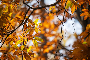 A tree with many leaves, some of which are orange and yellow