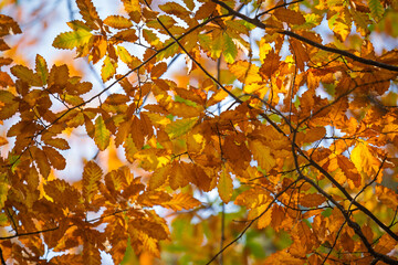 A tree with many leaves that are orange and yellow