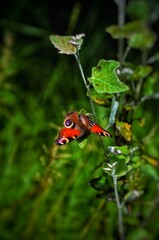 ladybird on a flower