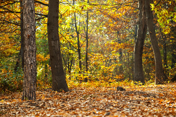 A forest with trees in the background and a lot of leaves on the ground