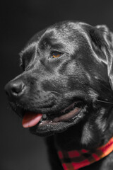 Black Labrador Retriever dog in an orange bandana on a dark background.