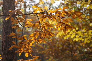 A tree branch with leaves that are yellow and brown