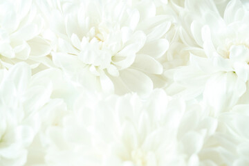 Close-up texture of soft white chrysanthemum petals with bright light. Elegant natural background for cosmetic product design. Soft focus