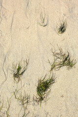 Scattered seaweed rests on bright sandy beach, creating a natural pattern shaped by tide and wind