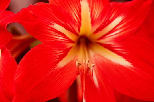 A close up of a red flower with a yellow center - Powered by Adobe