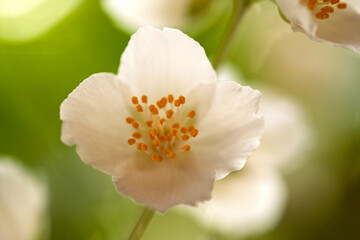 A close up of a white flower with yellow centers