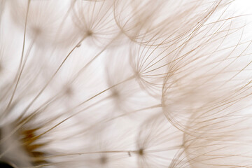 The image is of a flower with a white background