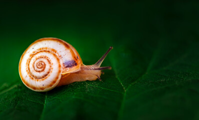 A small brown and white snail is on a leaf