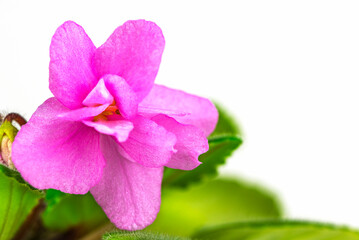 Fototapeta premium A small pink flower with a green stem