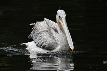 coleccion de varios animales salvajes