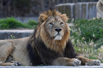 coleccion de varios animales salvajes